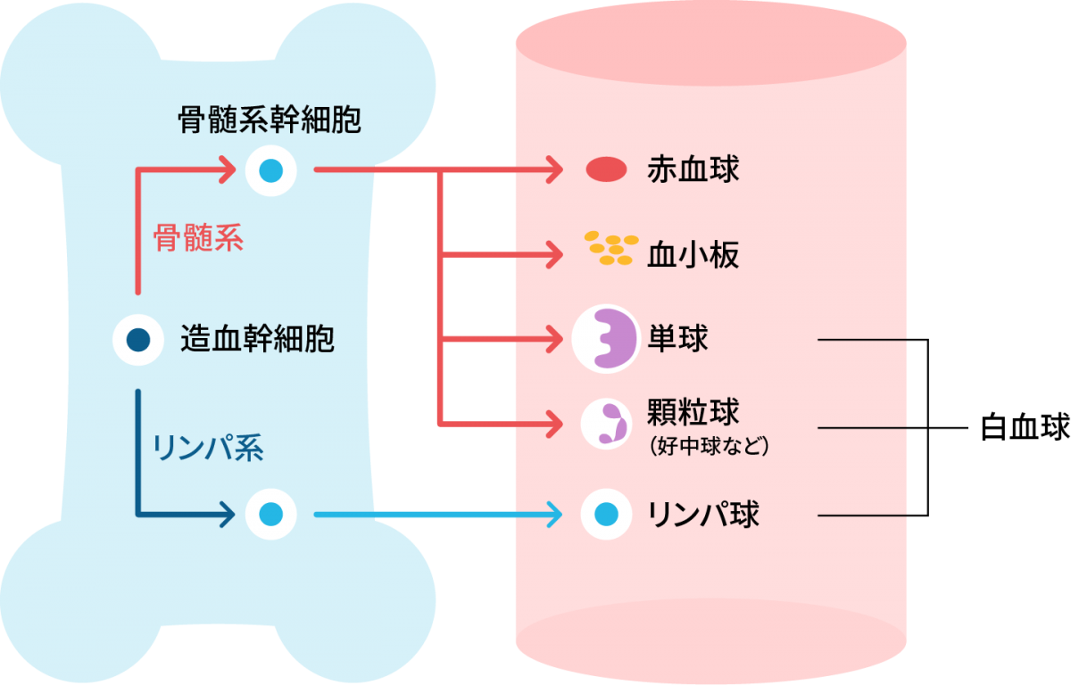 急性白血病とは一体どんな病気なのでしょうか 大分県立病院ニュース 大分県立病院ブログ 大分県立病院