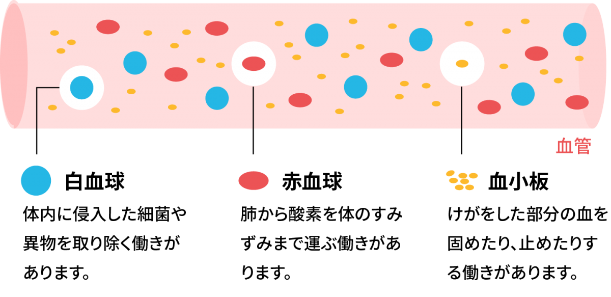 図2 血液細胞の分化・成熟